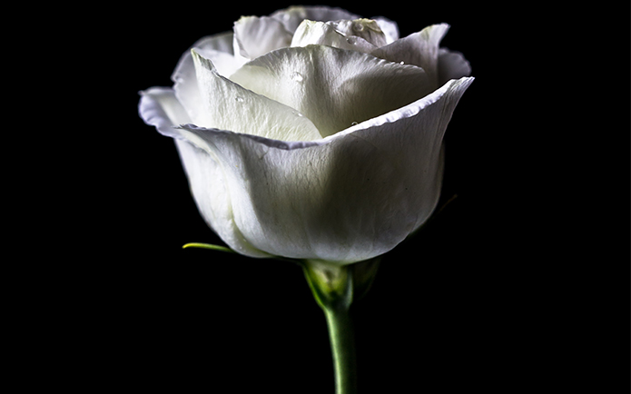 Image of a white rose with a black background